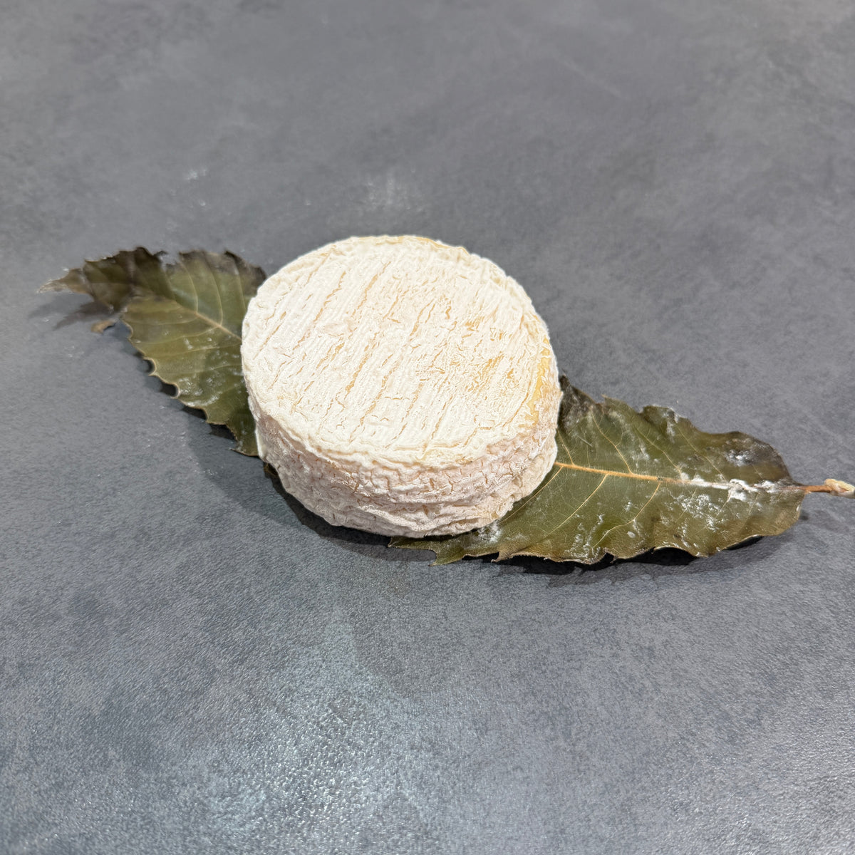 Mothias sur feuille blanc